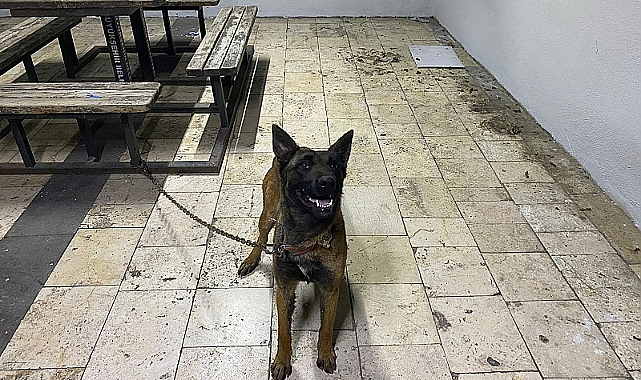 Köpek hırsızlar tutuklandı