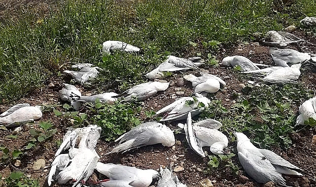 Binlercesi telef oldu! Vatandaşlarda tedirgin ediyor