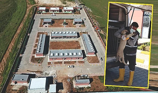Sokak hayvanları Büyükşehir'e emanet