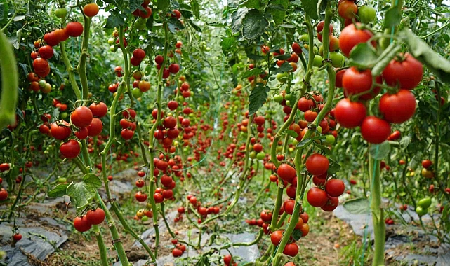 Bu domatesler hastalık ve virüse yakalanmıyor