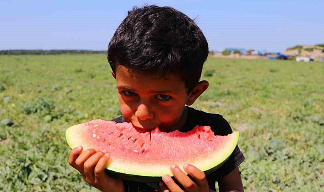 Bunaltıcı sıcaklar sulu meyvelere yöneltti