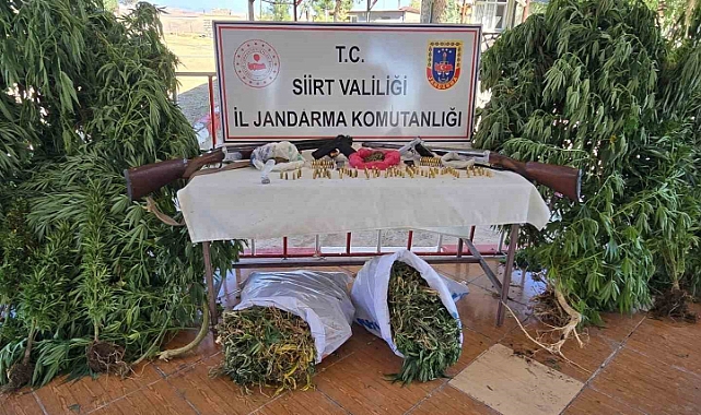 Evinde kenevir eken zanlı tutuklandı