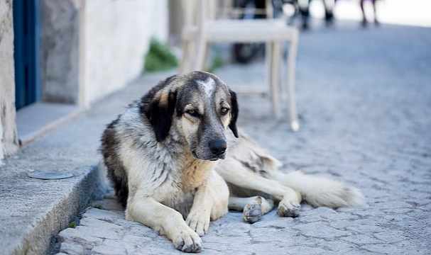Sokak köpekleri yasası ilk 5 madde nedir?