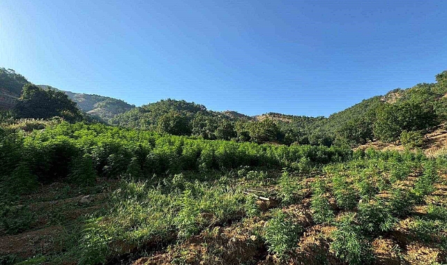 1 milyon 825 bin kök kenevir ve skunk bitkisi ele geçirildi