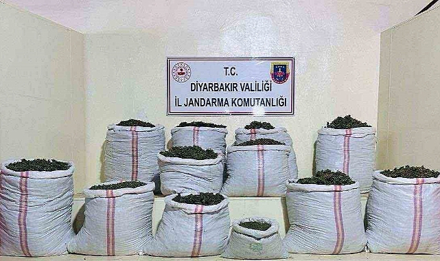 2 milyon 715 bin kök kenevir ve skunk bitkisi ele geçirildi