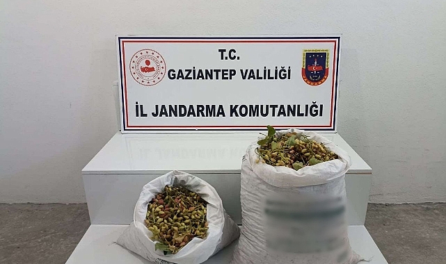 515 kilo Antep fıstığı çalan 2 şüpheli suçüstü yakalandı