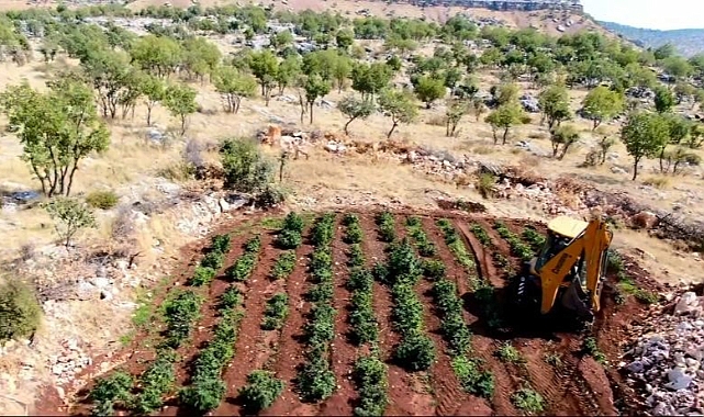 6 milyon 836 bin kök kenevir ve skunk bitkisi ele geçirildi