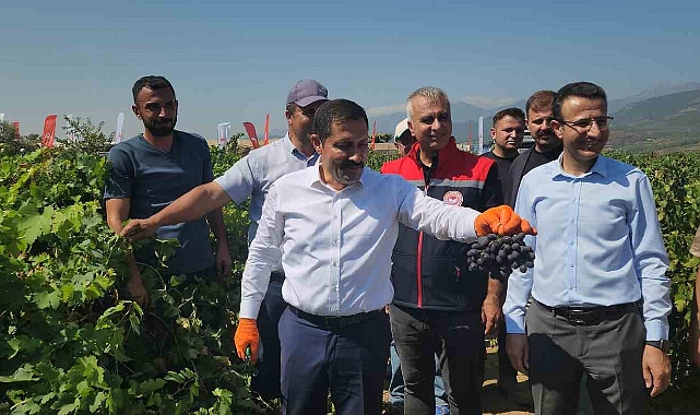 98 bin ton rekoltenin beklendiği Hassa üzümünde hasat vakti