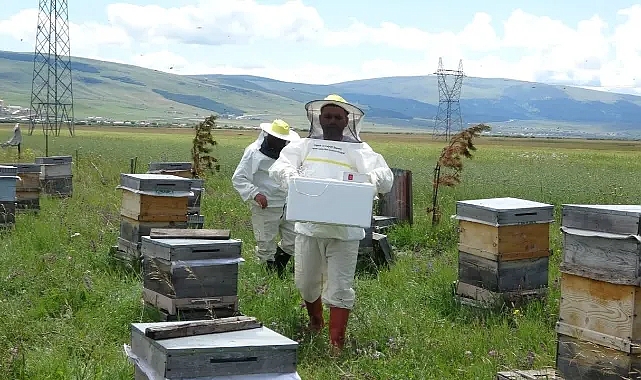 Arı zehrinin fiyatı dudak uçuklatıyor
