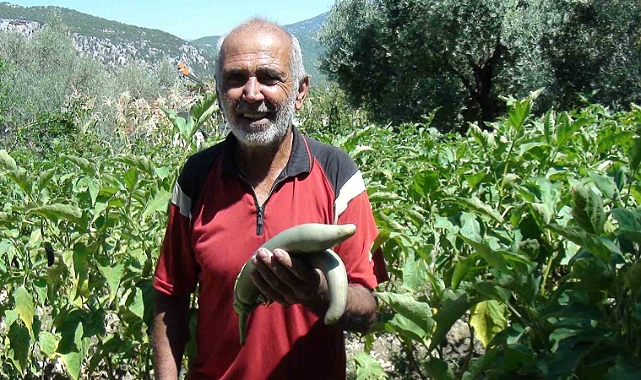 Çiftçi ata tohumlarıyla 52 santimetre boyunda patlıcan yetiştirdi