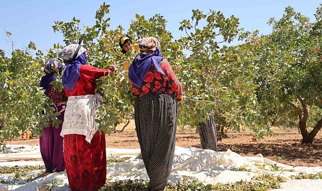 Diyarbakır fıstığında hasat: Üretici geçen seneye nazaran rekolteden memnun