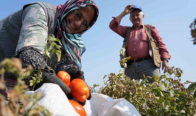 Domates tarlada kalmayacak, Bakanlıktan salça fabrikalarına destek geldi