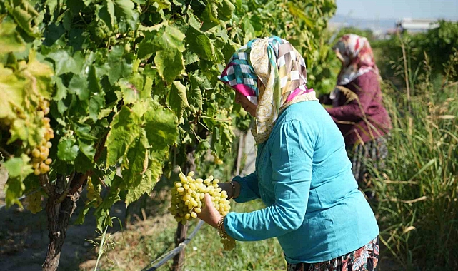 Erken hasat kuru üzümde kilogram kaybına neden oluyor
