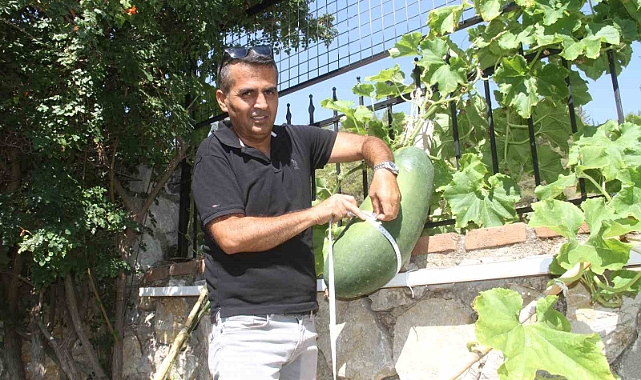 Fethiye Huzurevi’nde dev salatalık yetiştirdi