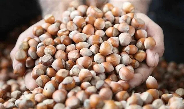 Fındık alımında yeni fiyat belli oldu