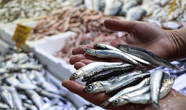 Hamsinin toplam avlanabilir miktarı 400 bin ton olarak belirlendi