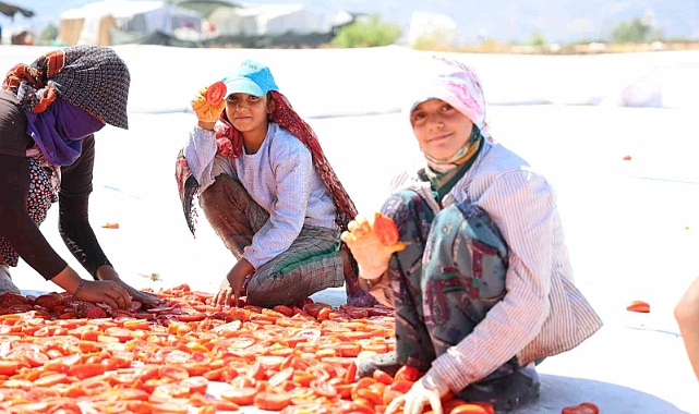 Hasadı yapılıp kurutulan domates Avrupa yolcusu