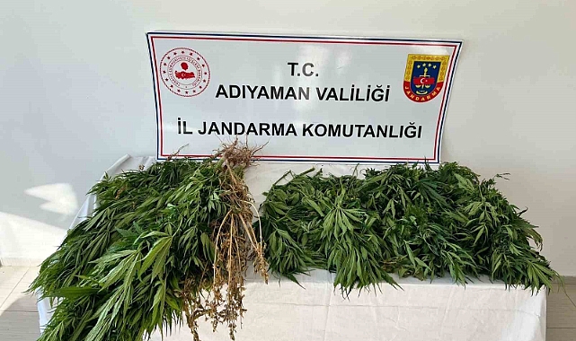 Jandarma ekipleri 102 kök kenevir bitkisi ele geçirdi