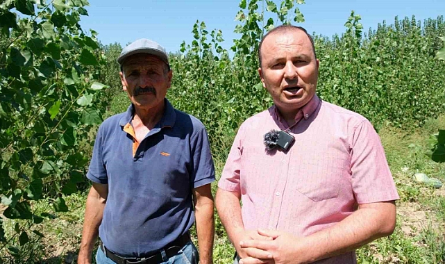 Karpuz hasadı başladı