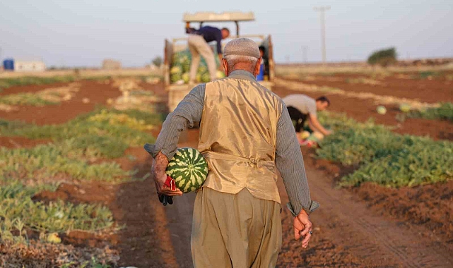 Karpuz hasat devam ediyor, üretici beklediği verimi alamadı