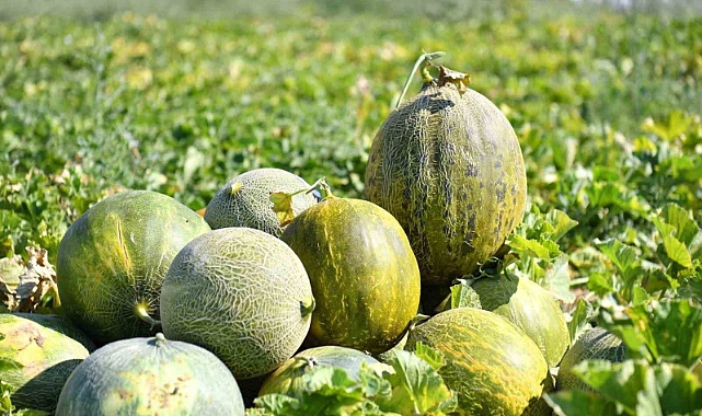 Kavun, karpuz hasadında yöresel coşku