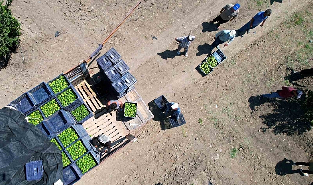 Limonun fiyatını düşürecek hasat devam ediyor