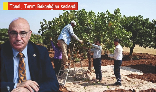 Lütfen fıstık üreticilerinin sesini duyun!