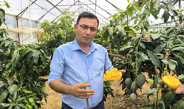 Mango hasadı başladı
