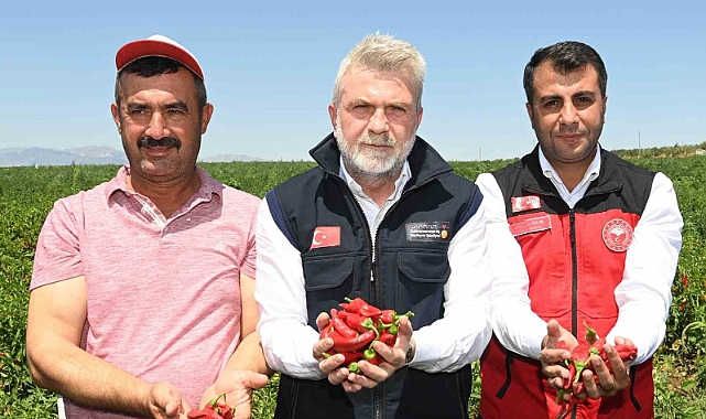 Maraş biberinde hasat dönemi başladı
