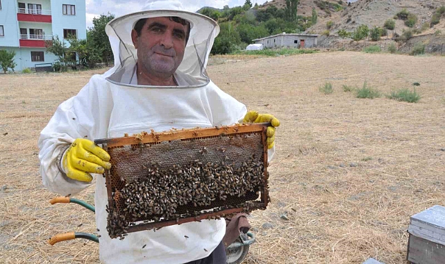 Organik kara kovan balında hasat başladı