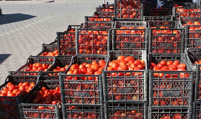 Salçalık domatesler görücüye çıktı