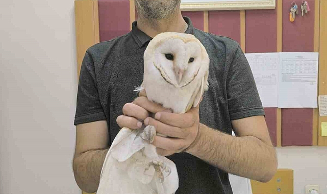 Sınıfa giren beyaz baykuş yakalanarak doğaya bırakıldı