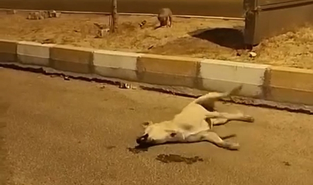 Sokak köpekleri başka bir köpeği telef etti
