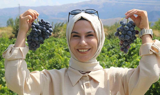 Tescilli Cimin üzümü, dünyaca meşhur İtalya’nın üzümüne rakip oldu