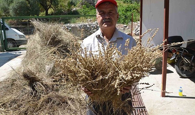 Torosların şifa dağıtan adamı
