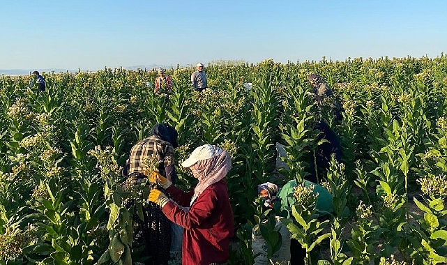 Tütün hasadı başladı