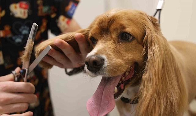 Tüy ve tırnak bakımında bölgenin en şirin merkezi: Bu kuaförde sadece köpekler tıraş oluyor
