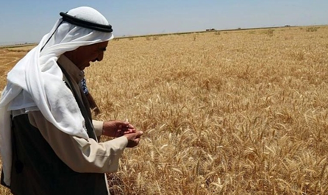 Urfa çiftçisinin kafası iyice karıştı