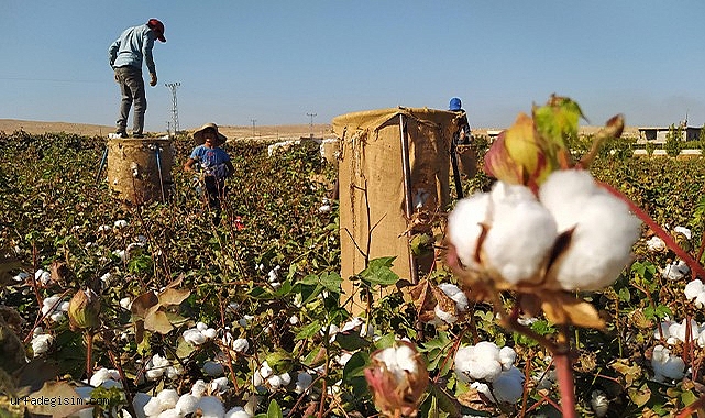 Urfa çiftçisinin umutları yine suya düştü