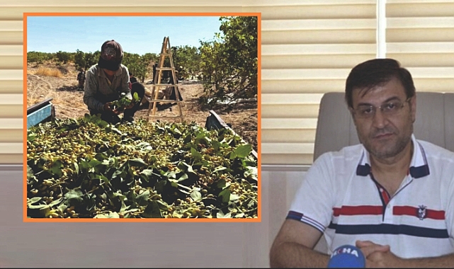 Urfa Ziraat Odasından fıstık hamlesi