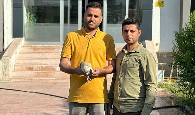 Yaralı bulunan Peçeli baykuş tedavi altına alındı