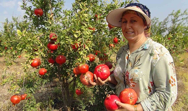 Yılın ilk erkenci nar hasadı yapıldı