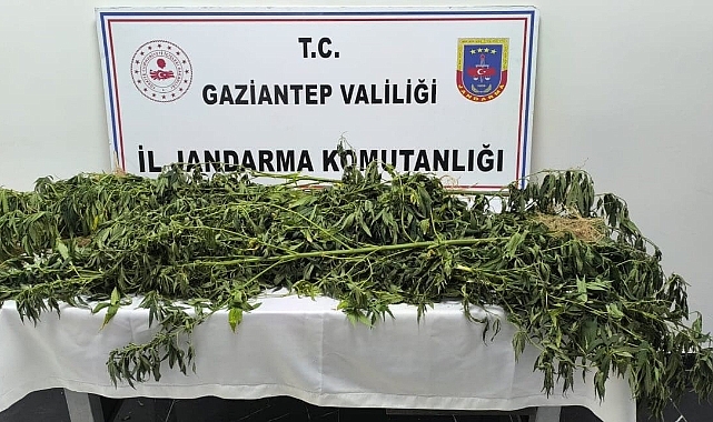 214 kök Hint keneviri ele geçirildi: 8 gözaltı