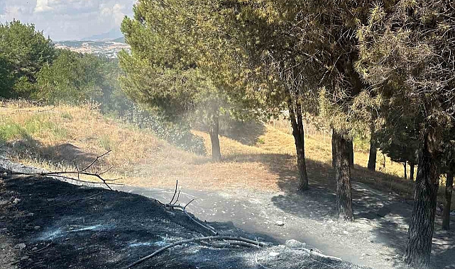 Ağaçlık alanda çıkan yangın konteyner kentte sıçramadan söndürüldü
