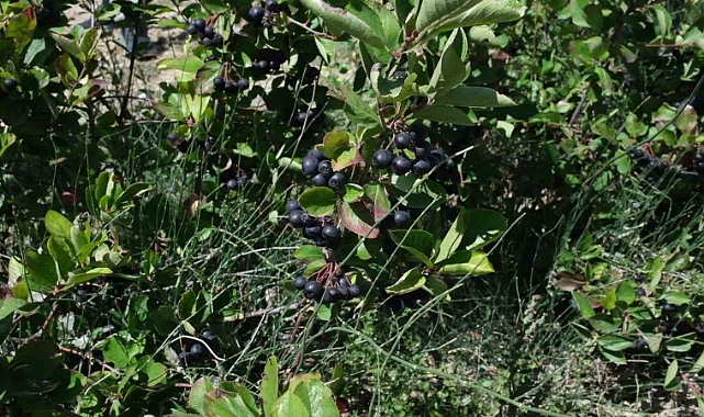 Aronya hasadı başladı