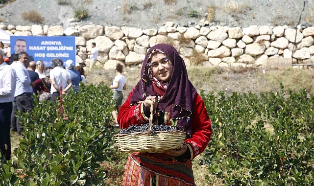 Aronya hasadı başladı