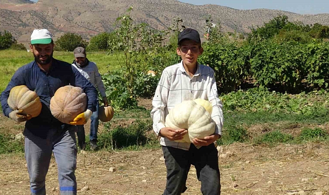 Bal kabağı hasadı başladı