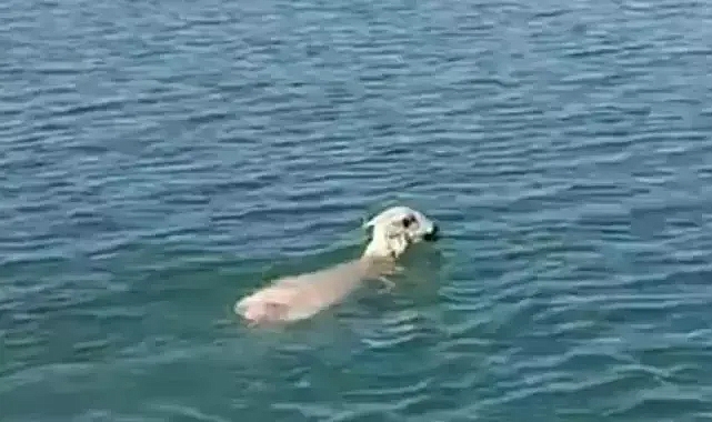 Balıkçı ağına bu kez ‘koyun’ takıldı