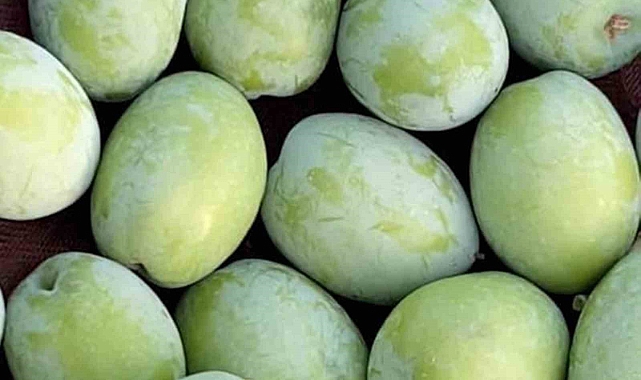 "Bu yıl 220 bin ton zeytin rekoltesi beklentimiz var"