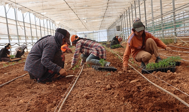 BÜYÜKŞEHİR BELEDİYESİ DOMATES VE BİBER FİDELERİNİ TOPRAKLA BULUŞTURDU